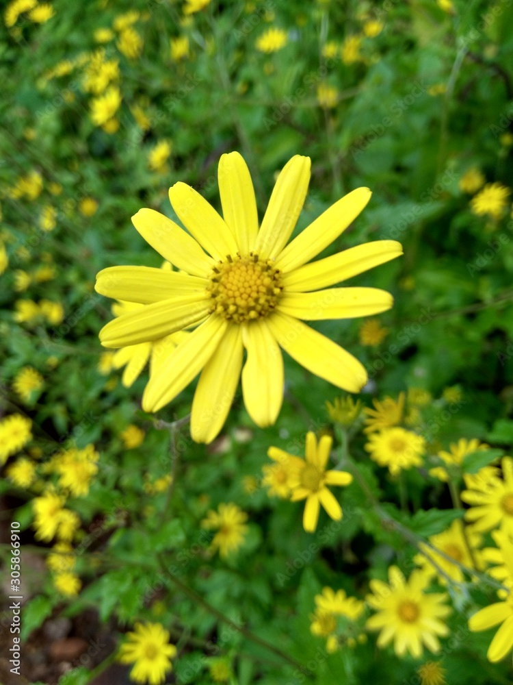 Obraz premium yellow flowers in the garden