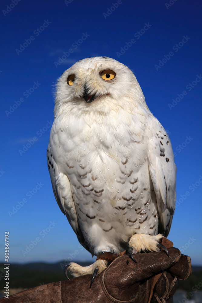 Obraz premium Schnee-Eule (Bubo scandiacus)