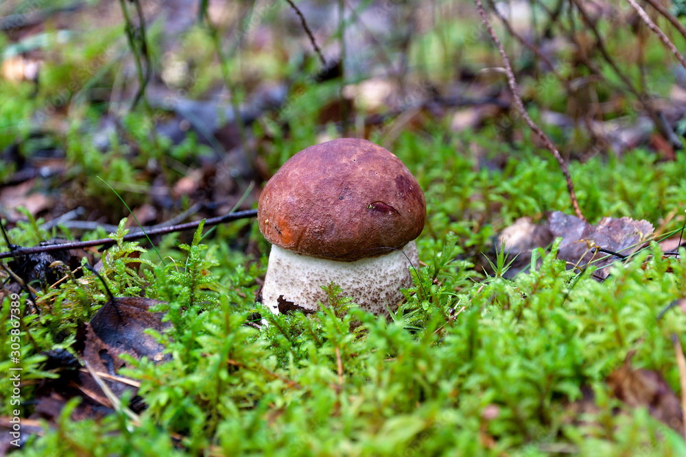 Wild mushroom in the forest close-up. Wild mushroom in the forest close-up.