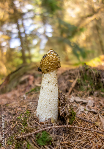 common stinkhorn mushroom photo