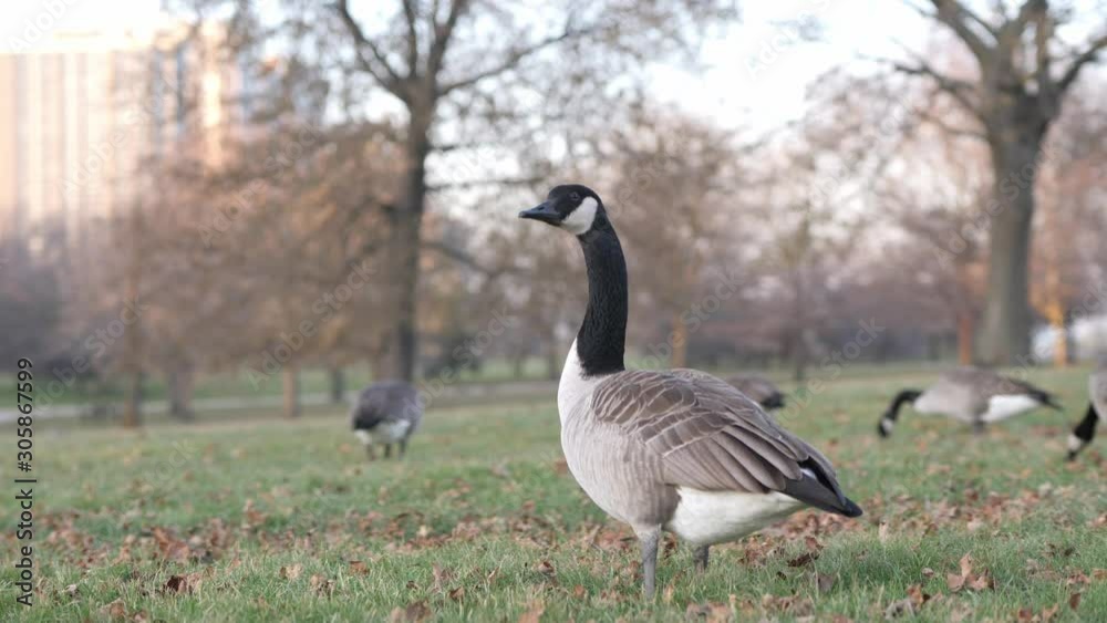 Slow motion close up clip of a goose standing on grass and leaves turning its head and staring into the camera with other geese eating grass in front of trees blurred in background. Slow motion close up clip of a goose standing on grass and leaves turning its head and staring into the camera with other geese eating grass in front of trees blurred in background.