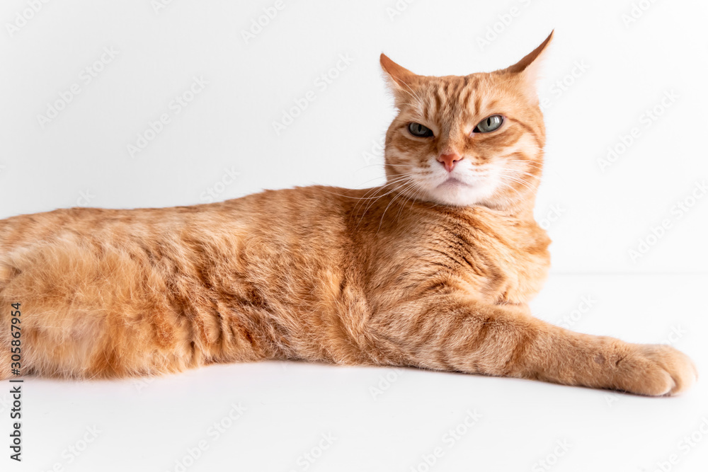 Ginger cat lying on white table and looking in camera thoughtfully. Cute cat with green eyes. At the veterinarian. Patient pet Ginger cat lying on white table and looking in camera thoughtfully. Cute cat with green eyes. At the veterinarian. Patient pet