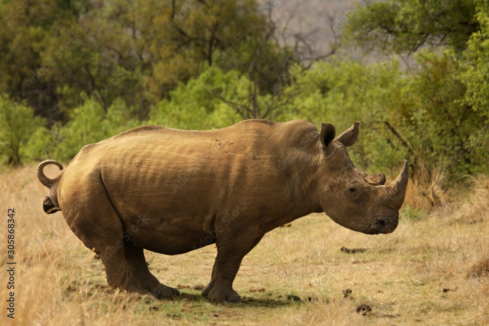 Fototapeta premium A white rhinoceros, rhino, (Ceratotherium simum) staying in grassland.