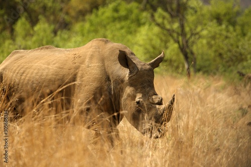 A white rhinoceros  rhino   Ceratotherium simum   staying in grassland.