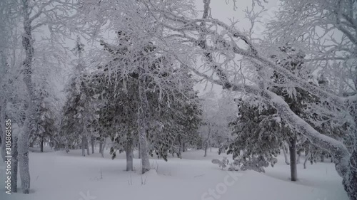 Wallpaper Mural Wonderful snowy park, with trees covered bu snow like in a fairy tale. White branches after snowfall. Torontodigital.ca