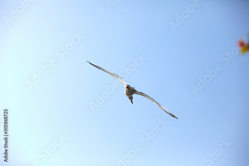 seagull over blue sky