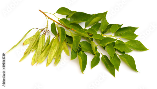 Dalbergia or Rosewood sheesham. Plant with seed. Isolated on white background photo
