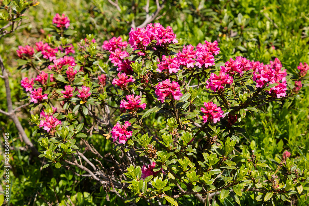 Alpenrosen (Rhododendron), Alpen, Tirol, Österreich Alpenrosen (Rhododendron), Alpen, Tirol, Österreich