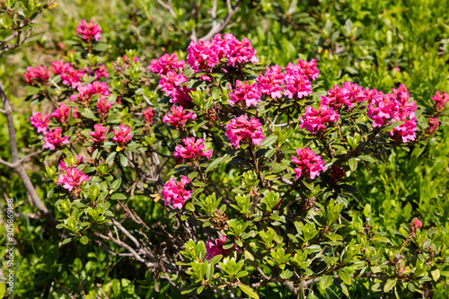 Alpenrosen (Rhododendron), Alpen, Tirol, Österreich