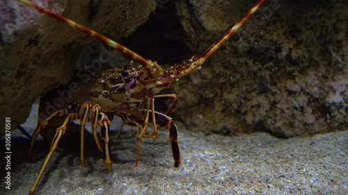 Lobster in a deep clear water.