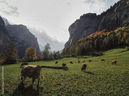 Cows grazing near the Spissbachfall waterfall in the Lauterbrunnen valley. Bernese Oberland Switzerland