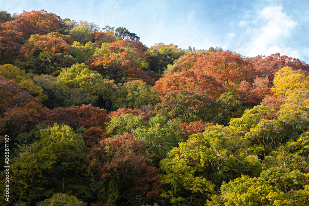 Arashiyama in autumn season along the river of red maple tree in mountain in Kyoto, Japan.