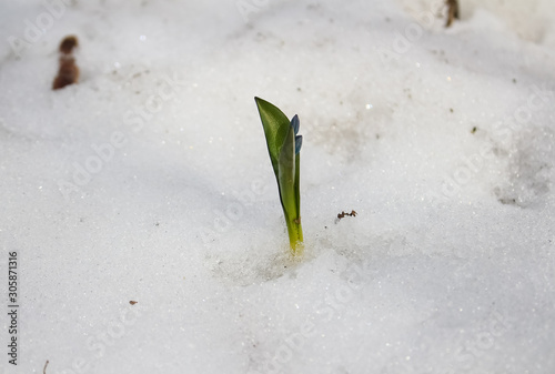 Spring, a small blue snowdrop flower grows in white snow.