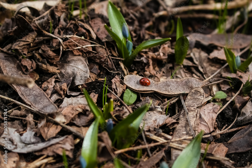 Spring, a small blue snowdrop flower grows in the garden, in dry grass. Spring, a small blue snowdrop flower grows in the garden, in dry grass.