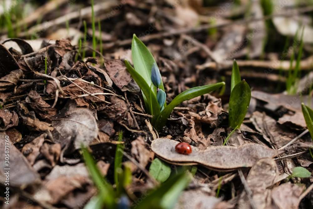 Spring, a small blue snowdrop flower grows in the garden, in dry grass. Spring, a small blue snowdrop flower grows in the garden, in dry grass.