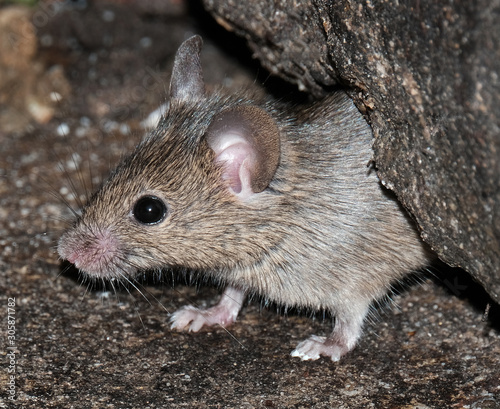 Mouse feeding in urban house garden.