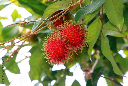 Rambutan fruits on tree, The name also refers to the edible fruit produced by this tree