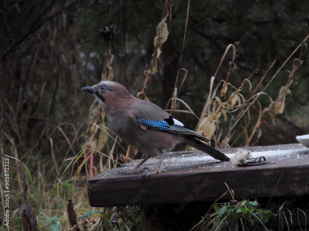 Jay bird in the autumn garden Jay bird in the autumn garden