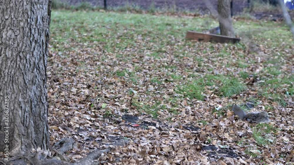 A common gray squirrel with bushy tail digs and ruffles through autumn leaves on the green grass with its head near a tree. A common gray squirrel with bushy tail digs and ruffles through autumn leaves on the green grass with its head near a tree.