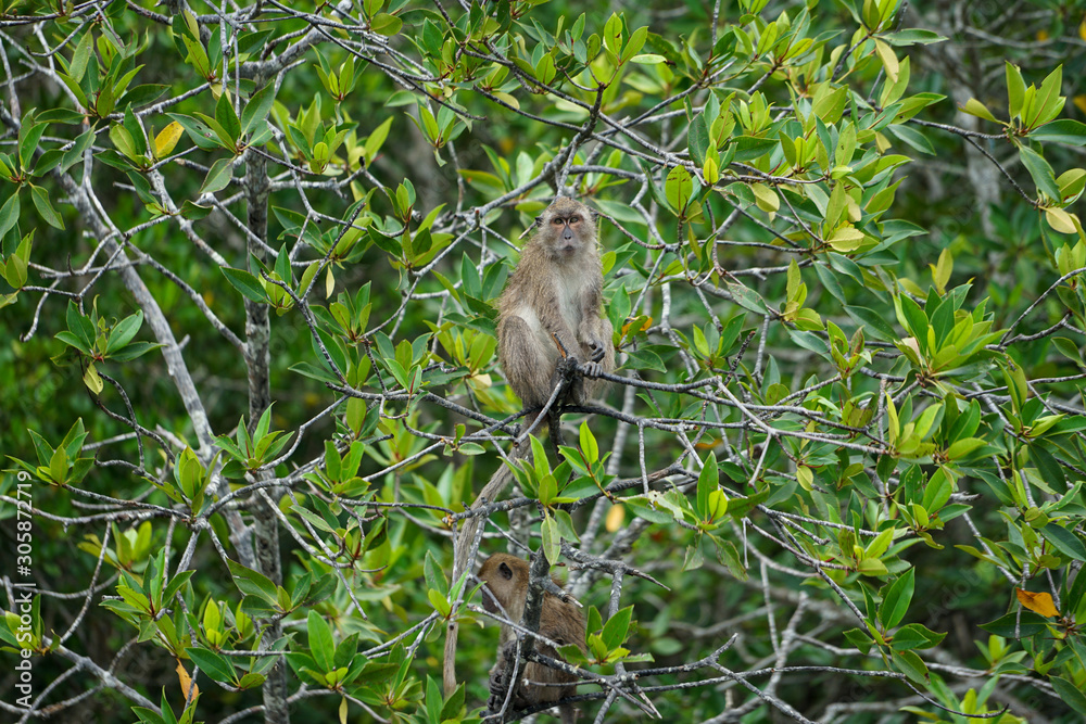 Selective focus on monkey sits on the branches of mangrove trees with blurred jungle in background