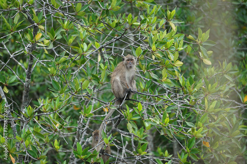 Selective focus on monkey sits on the branches of mangrove trees with blurred jungle in background © Phichat