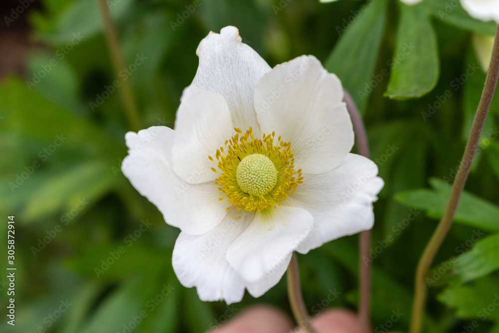 Beautiful white flower close up like postal card Beautiful white flower close up like postal card
