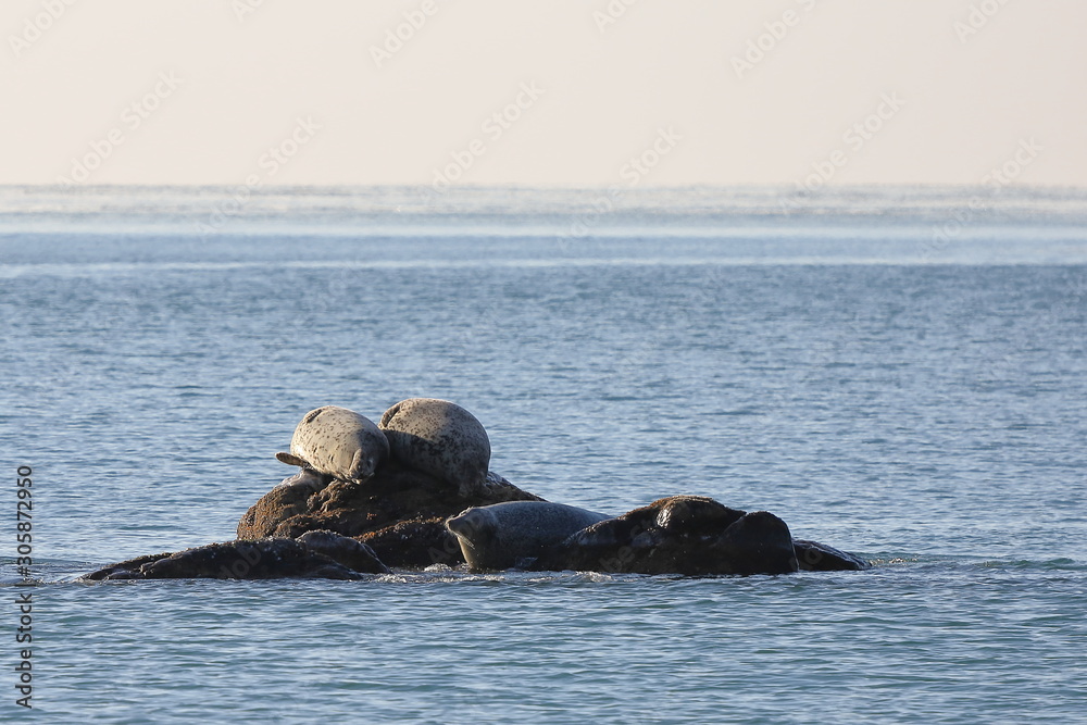 Fototapeta premium Seals (spotted seal, largha seal, Phoca largha) laying on the rock in sea water in sunny day. Wild spotted seal sanctuary. 