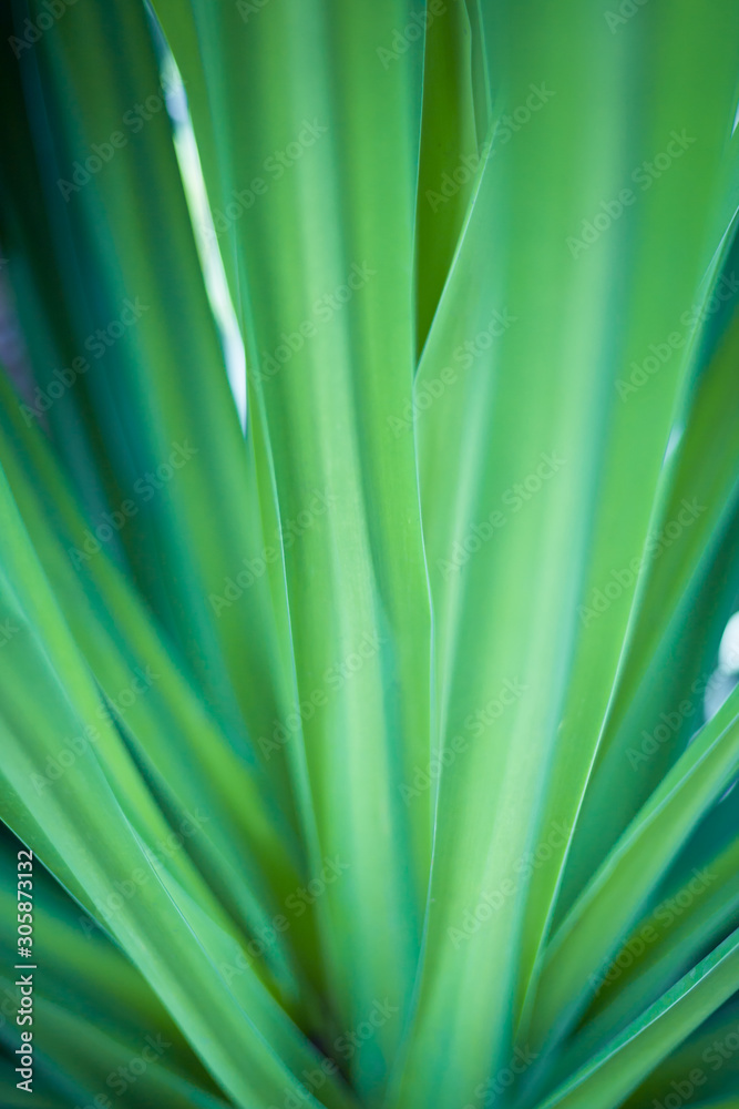 Closeup of green leaf in garden. Closeup of green leaf in garden.