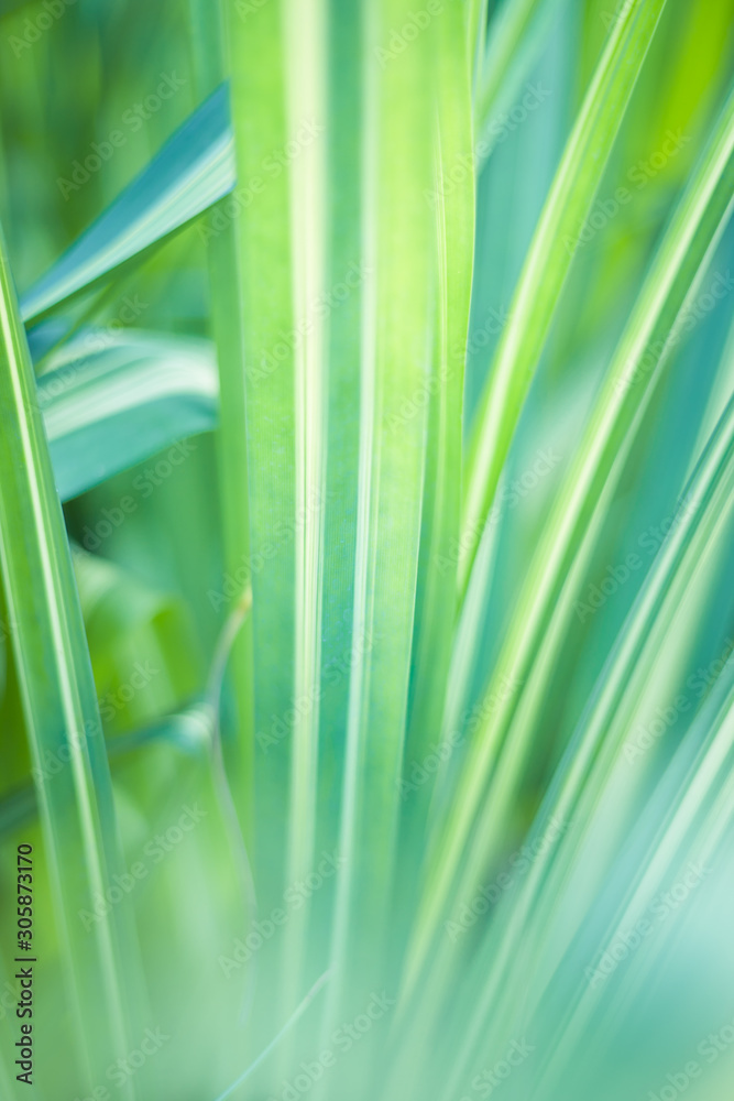 Closeup of green leaf in garden. Closeup of green leaf in garden.
