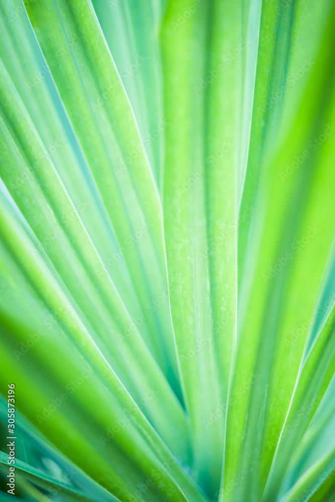 Closeup of green leaf in garden. Closeup of green leaf in garden.