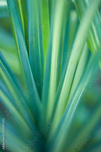 Closeup of green leaf in garden.