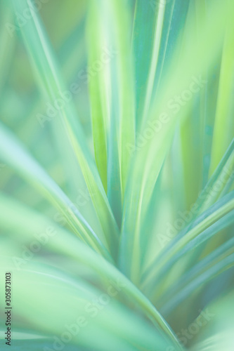 Blured Natural green background.  Blured Green nature background using as a background and wallpaper.