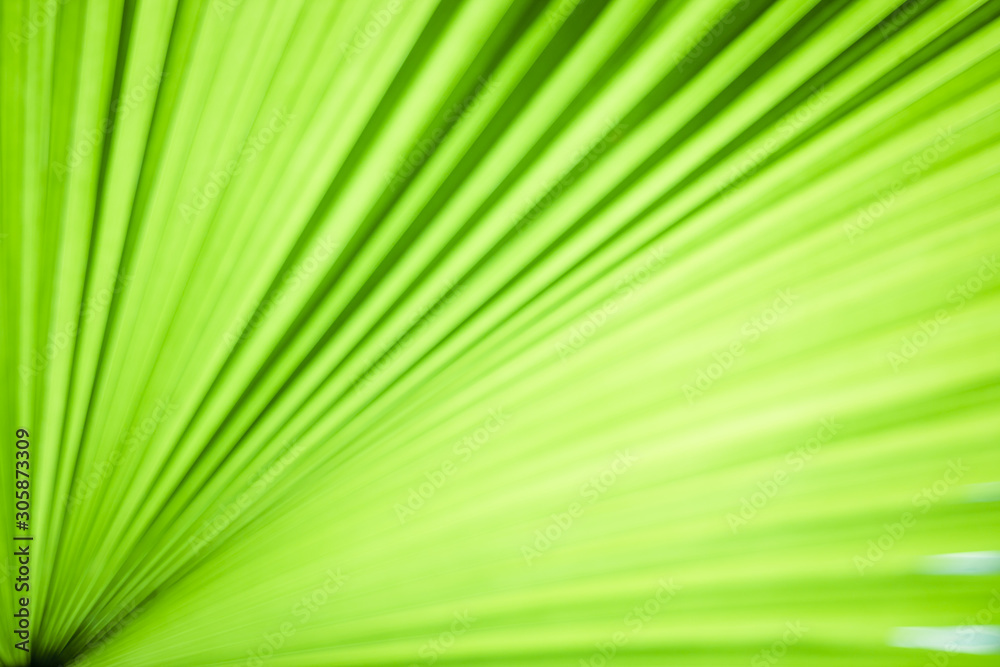 Closeup of green leaf in garden. Closeup of green leaf in garden.