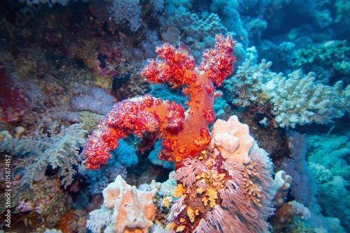 Beautiful underwater scene with coral reef and red soft coral Scleronephthya , flower tree coral.