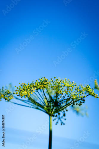 Umbrella dill  Anethum graveolens  on the soil against a background of blue sky.   Aromatic spice for cooking and medicines. 