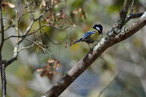 Green-backed Tit bird (Parus monticolus)