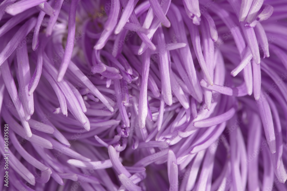 Fototapeta premium flower petals purple macro background
