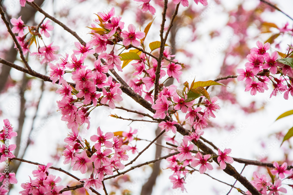 The queen tiger flower is blooming beautifully, Sakura in Thailand The queen tiger flower is blooming beautifully, Sakura in Thailand