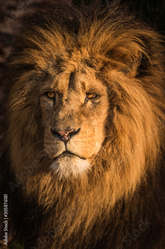 African lion portrait of his head in golden hour sunlight looking sad