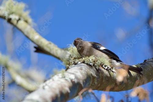 Brown finch (Pyrrhula nipalensis) at Wuling Farm in Taiwan photo