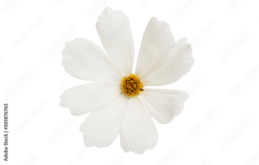 Fototapeta premium cosmea flower isolated