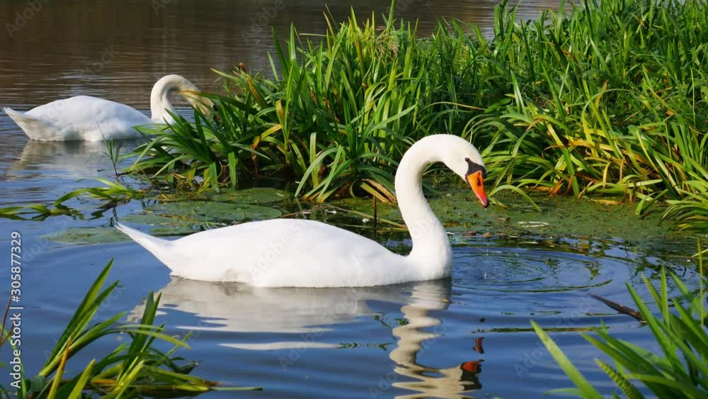 Two white swans take out the algae from the river bottom. Swans eating river grass. Two white swans take out the algae from the river bottom. Swans eating river grass.