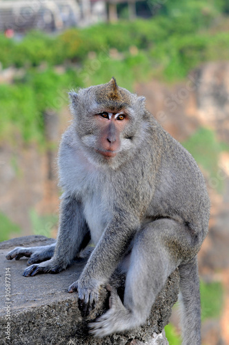 SINGE
