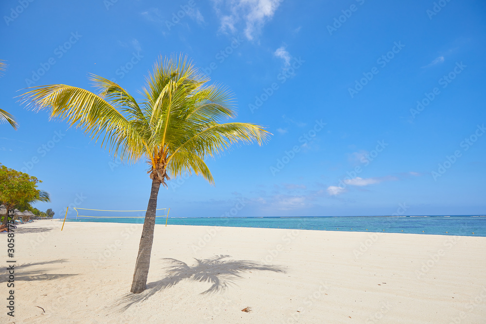 white sand and palm on the beach of Mauritius