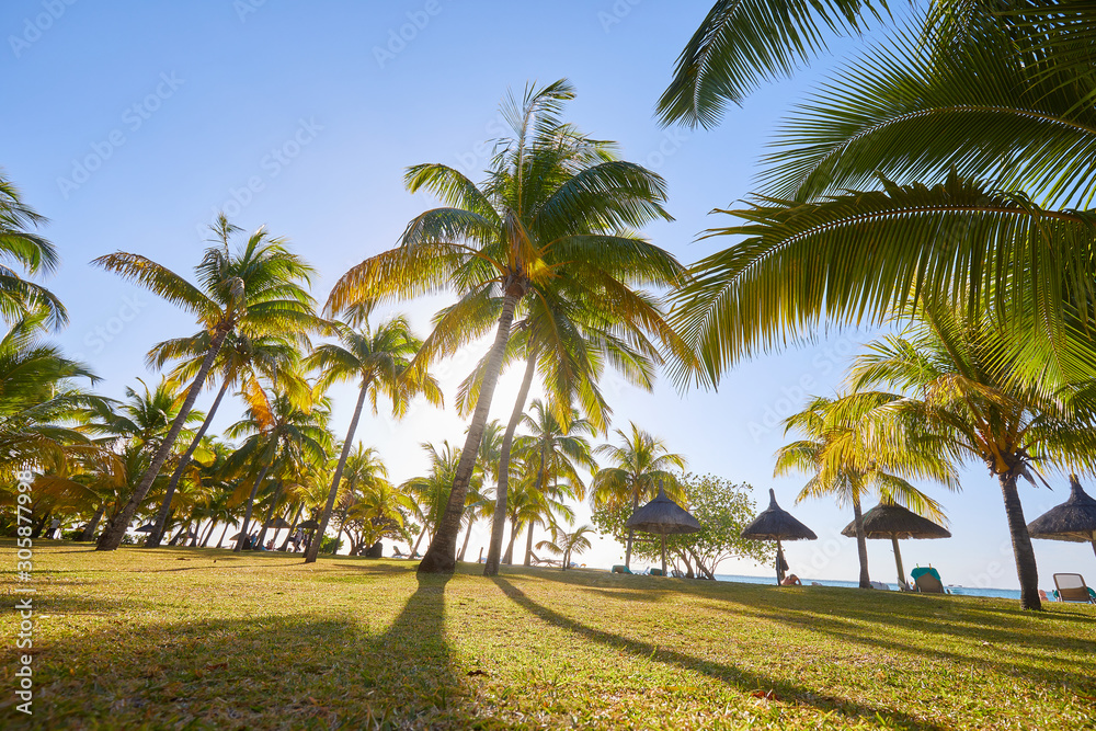 Fototapeta premium palm trees on the beach of mauritius island