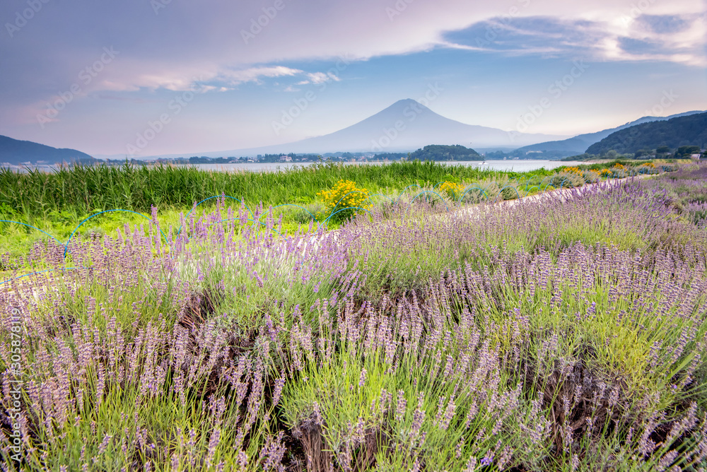 Fuji Mountain and Lavender field at Kawaguchiko Lake, Japan Fuji Mountain and Lavender field at Kawaguchiko Lake, Japan