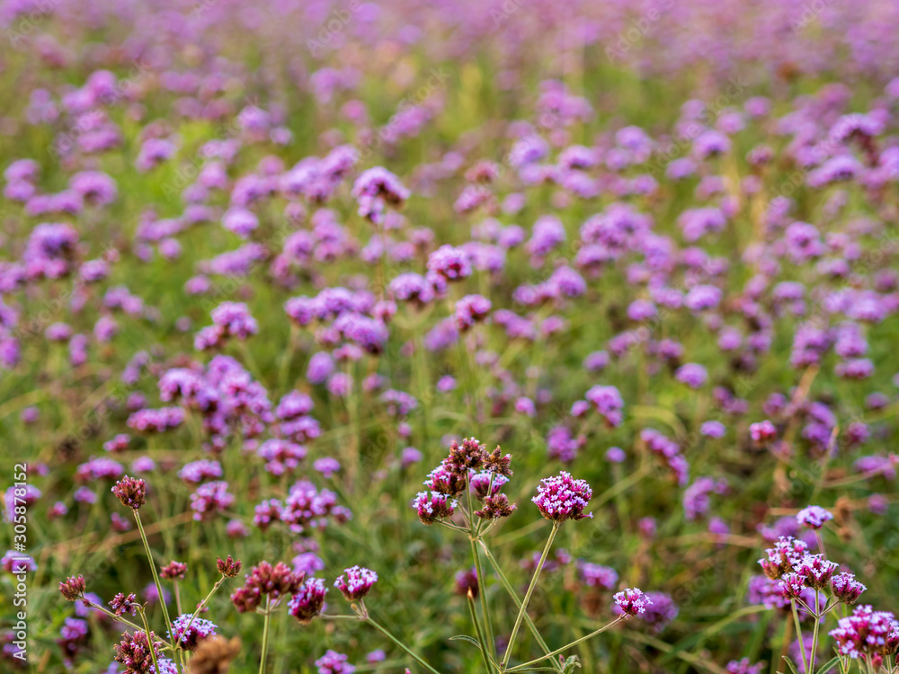 Field of violet / lavender / purple Vervain flowers in an urban park – focus on flowers in the foreground