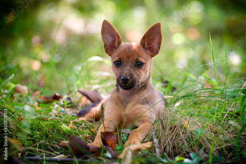 Cute small dog lying on the grass © M.Gierczyk