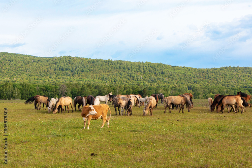 horses graze in the meadow, herd of horses grazes on the background of the forest