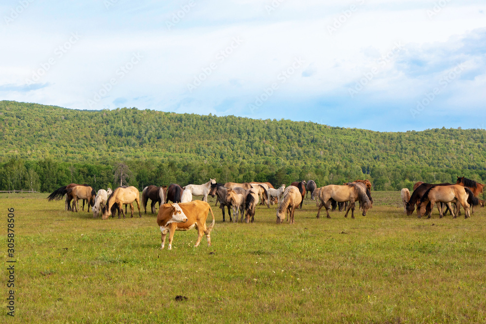 horses graze in the meadow, herd of horses grazes on the background of the forest horses graze in the meadow, herd of horses grazes on the background of the forest